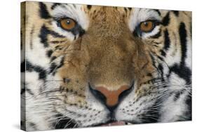 Bengal Tiger-DLILLC-Stretched Canvas