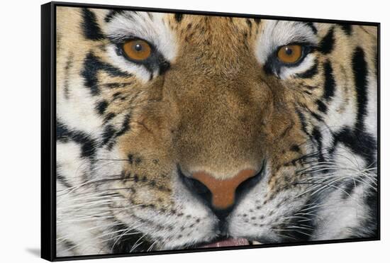 Bengal Tiger-DLILLC-Framed Stretched Canvas