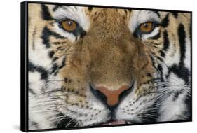 Bengal Tiger-DLILLC-Framed Stretched Canvas