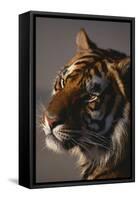 Bengal Tiger-DLILLC-Framed Stretched Canvas