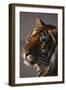 Bengal Tiger-DLILLC-Framed Premium Photographic Print