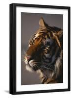 Bengal Tiger-DLILLC-Framed Premium Photographic Print