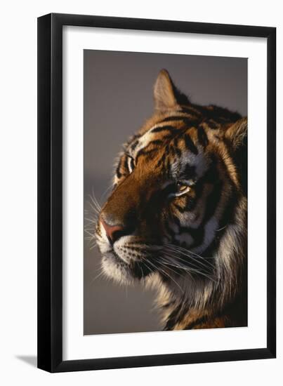 Bengal Tiger-DLILLC-Framed Premium Photographic Print