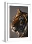 Bengal Tiger-DLILLC-Framed Premium Photographic Print