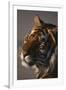 Bengal Tiger-DLILLC-Framed Premium Photographic Print