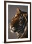 Bengal Tiger-DLILLC-Framed Premium Photographic Print