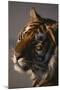 Bengal Tiger-DLILLC-Mounted Premium Photographic Print