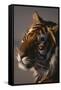 Bengal Tiger-DLILLC-Framed Stretched Canvas