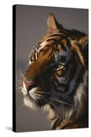 Bengal Tiger-DLILLC-Stretched Canvas