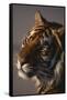 Bengal Tiger-DLILLC-Framed Stretched Canvas