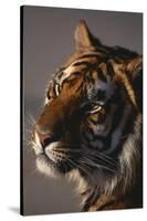 Bengal Tiger-DLILLC-Stretched Canvas