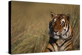 Bengal Tiger-DLILLC-Stretched Canvas