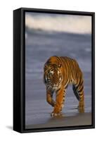 Bengal Tiger-DLILLC-Framed Stretched Canvas