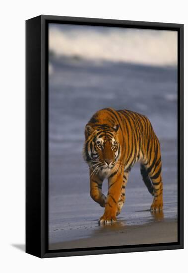 Bengal Tiger-DLILLC-Framed Stretched Canvas