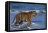 Bengal Tiger-DLILLC-Framed Stretched Canvas