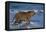 Bengal Tiger-DLILLC-Framed Stretched Canvas