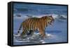 Bengal Tiger-DLILLC-Framed Stretched Canvas