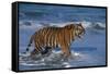 Bengal Tiger-DLILLC-Framed Stretched Canvas