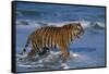 Bengal Tiger-DLILLC-Framed Stretched Canvas