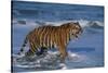 Bengal Tiger-DLILLC-Stretched Canvas