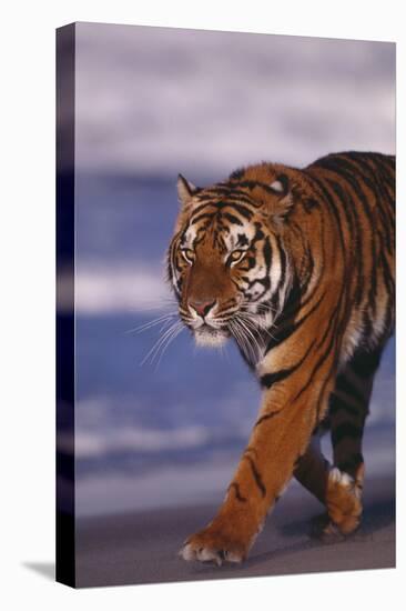 Bengal Tiger-DLILLC-Stretched Canvas