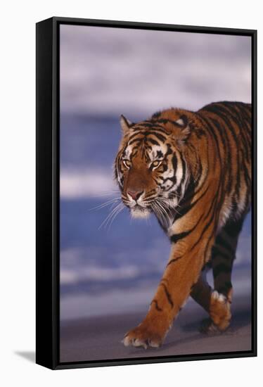 Bengal Tiger-DLILLC-Framed Stretched Canvas