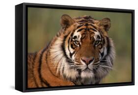 Bengal Tiger-DLILLC-Framed Stretched Canvas