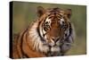 Bengal Tiger-DLILLC-Stretched Canvas