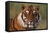 Bengal Tiger-DLILLC-Framed Stretched Canvas