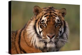 Bengal Tiger-DLILLC-Stretched Canvas