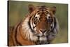 Bengal Tiger-DLILLC-Stretched Canvas