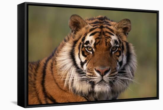 Bengal Tiger-DLILLC-Framed Stretched Canvas