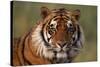 Bengal Tiger-DLILLC-Stretched Canvas