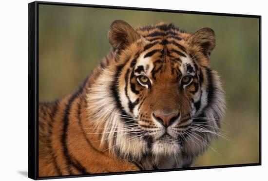 Bengal Tiger-DLILLC-Framed Stretched Canvas