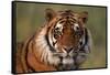 Bengal Tiger-DLILLC-Framed Stretched Canvas