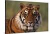 Bengal Tiger-DLILLC-Stretched Canvas