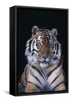 Bengal Tiger-DLILLC-Framed Stretched Canvas