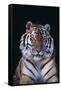 Bengal Tiger-DLILLC-Framed Stretched Canvas