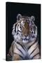 Bengal Tiger-DLILLC-Stretched Canvas