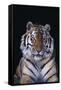 Bengal Tiger-DLILLC-Framed Stretched Canvas