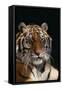 Bengal Tiger-DLILLC-Framed Stretched Canvas