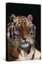 Bengal Tiger-DLILLC-Stretched Canvas