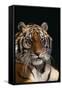 Bengal Tiger-DLILLC-Framed Stretched Canvas