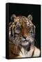 Bengal Tiger-DLILLC-Framed Stretched Canvas