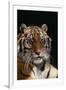 Bengal Tiger-DLILLC-Framed Premium Photographic Print