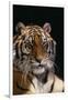 Bengal Tiger-DLILLC-Framed Premium Photographic Print