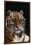 Bengal Tiger-DLILLC-Framed Premium Photographic Print