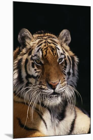 Bengal Tiger-DLILLC-Mounted Premium Photographic Print