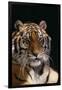 Bengal Tiger-DLILLC-Framed Premium Photographic Print