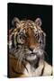 Bengal Tiger-DLILLC-Stretched Canvas